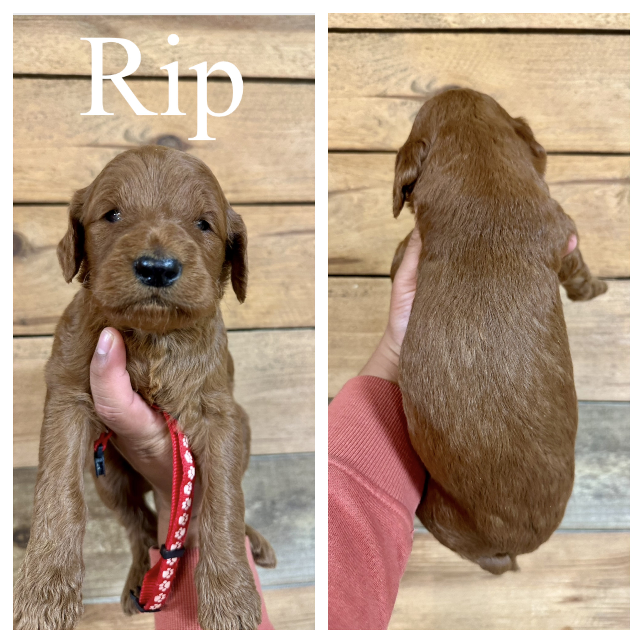 Rip 1